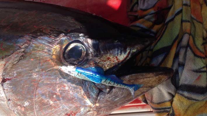 sportfishing-dorado-puerto-vallarta